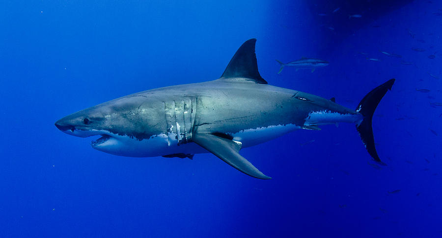 Great White Shark Photograph by Alejandro Jinich Diamant