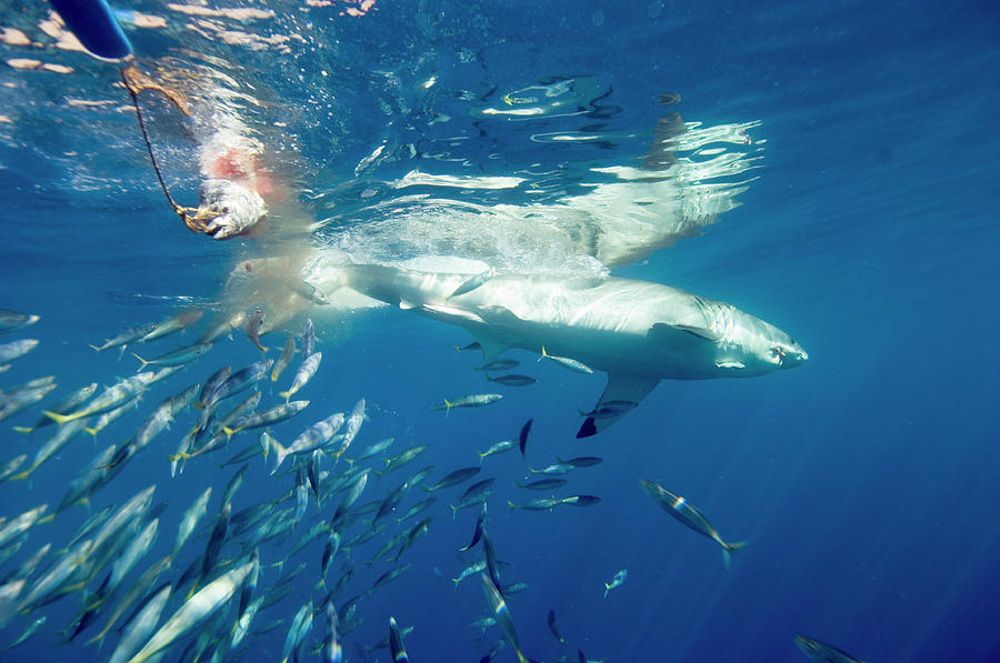 Great White Shark Attracted By Bait by Scubazoo/science Photo Library