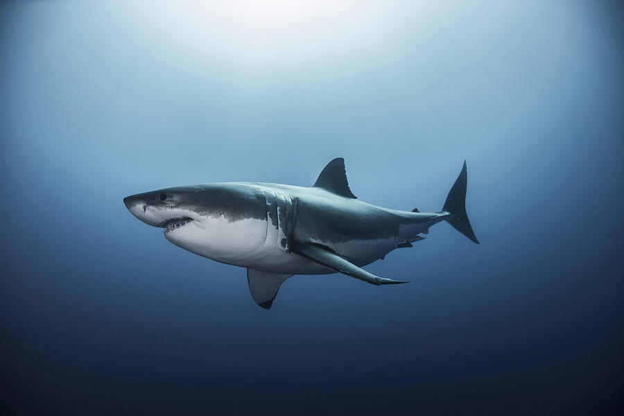 Great white shark (Carcharodon carcharias) swimming in Pacific ocean water of Guadalupe Island, Mexico Photograph by Rodrigo Friscione