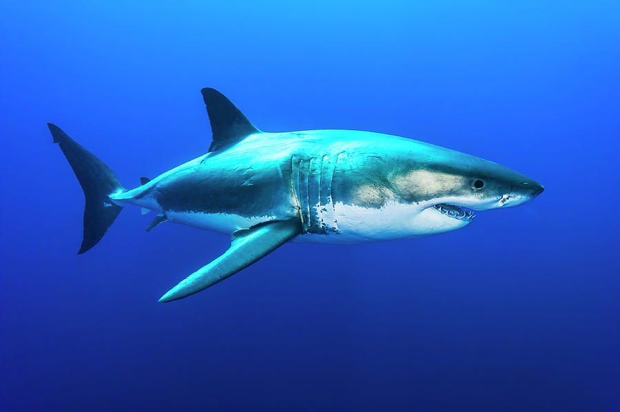 Great White Shark, Carcharodon Photograph by David Doubilet