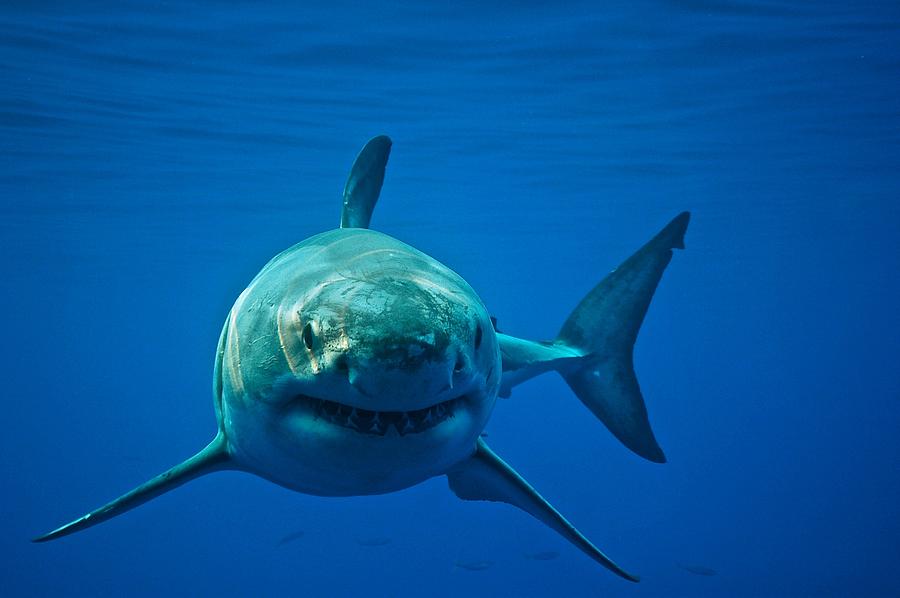 Great White Shark Photograph by Cat Gennaro