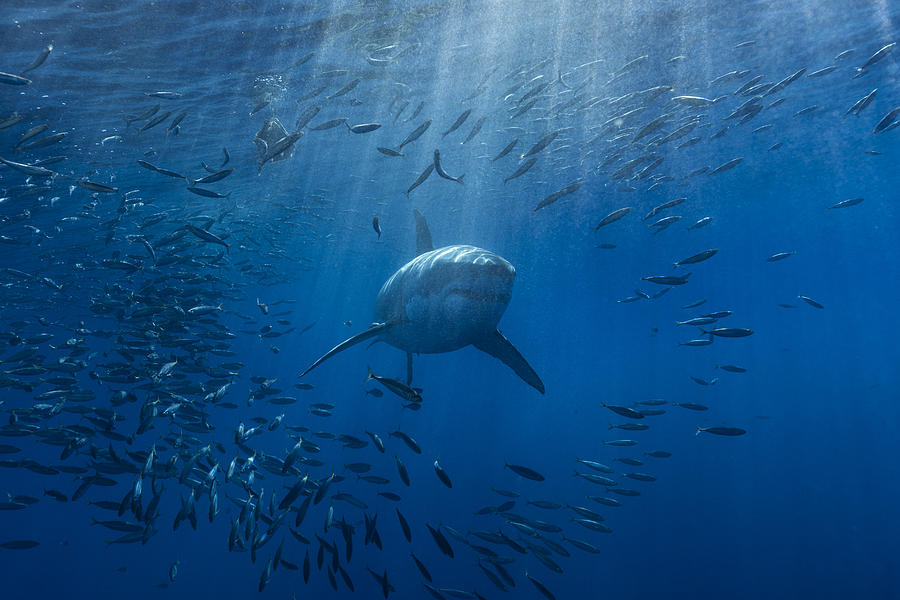 Great white shark Photograph by Cdascher