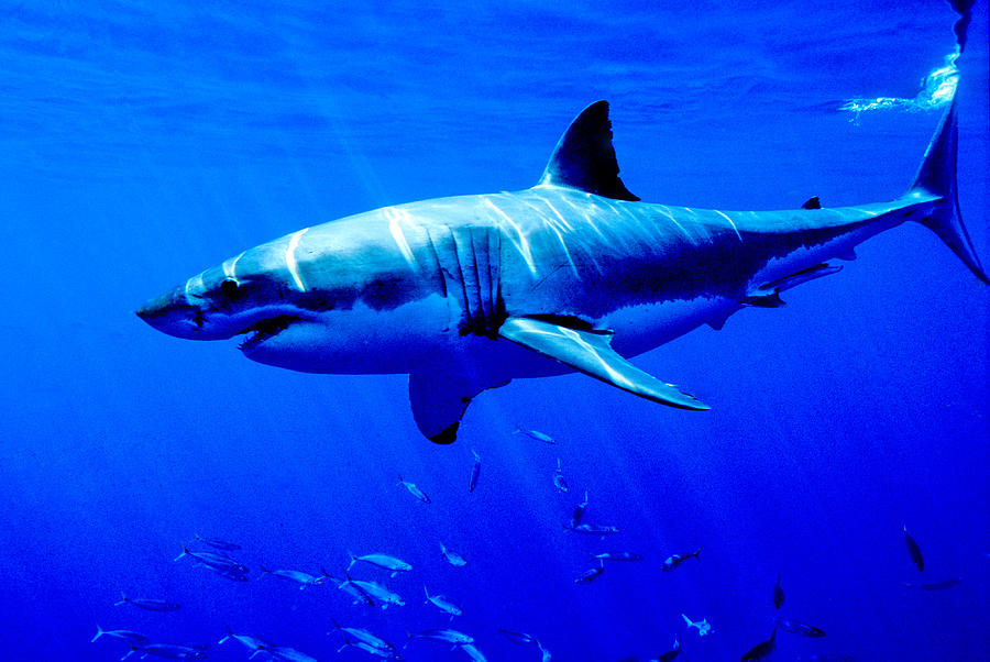 Great White Shark Photograph by Charles Angelo
