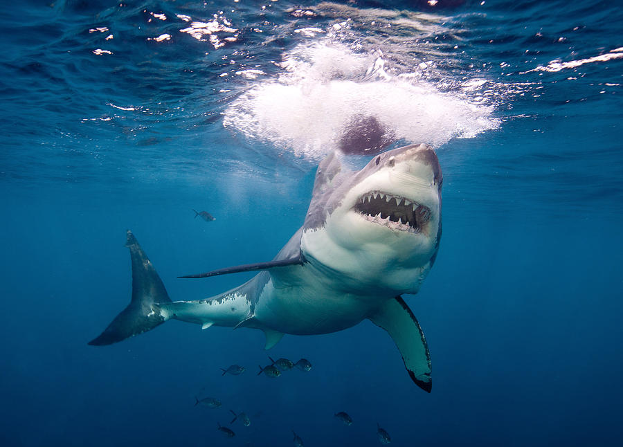 Great White Shark Photograph by Image Source