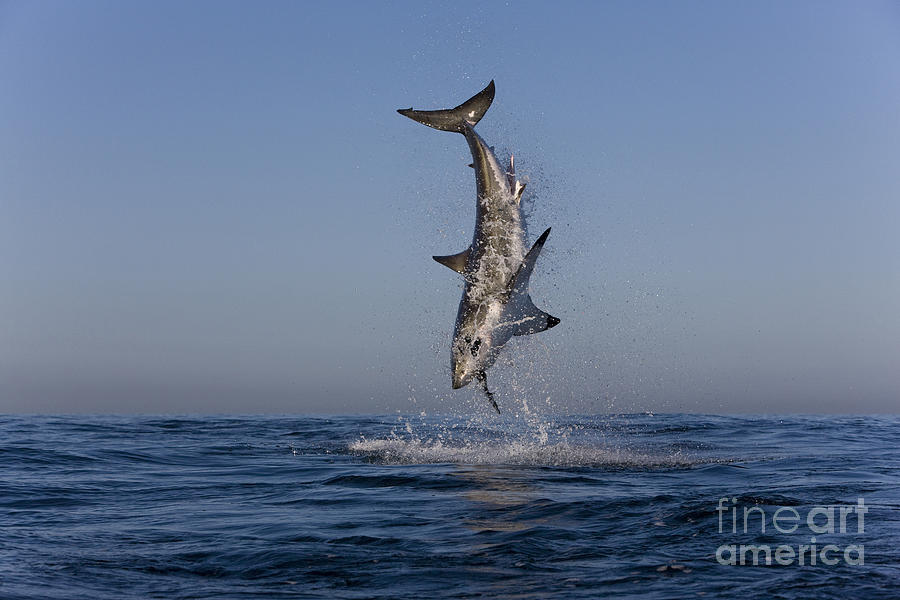 Great White Shark Photograph by Jean-Louis Klein and Marie-Luce Hubert