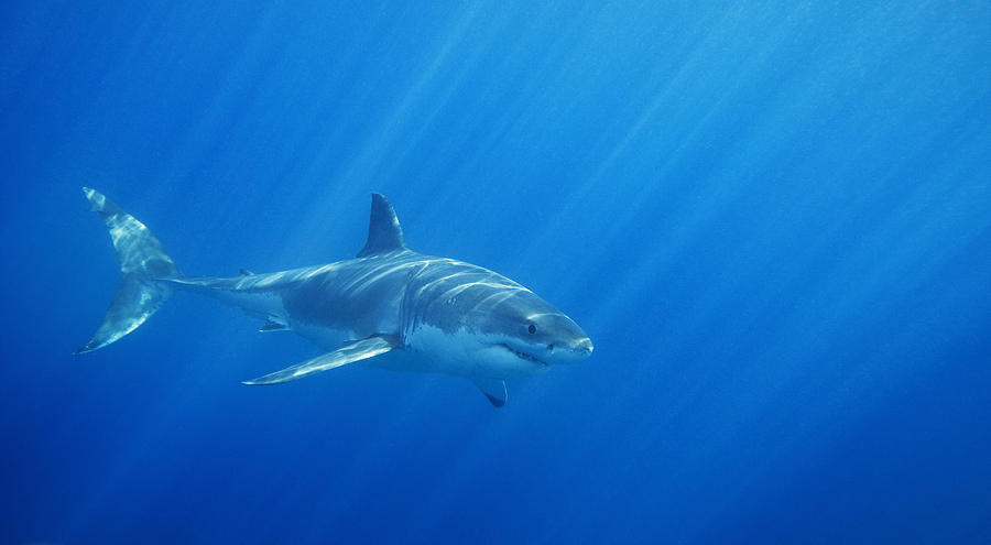 Great White Shark Photograph by LeicaFoto