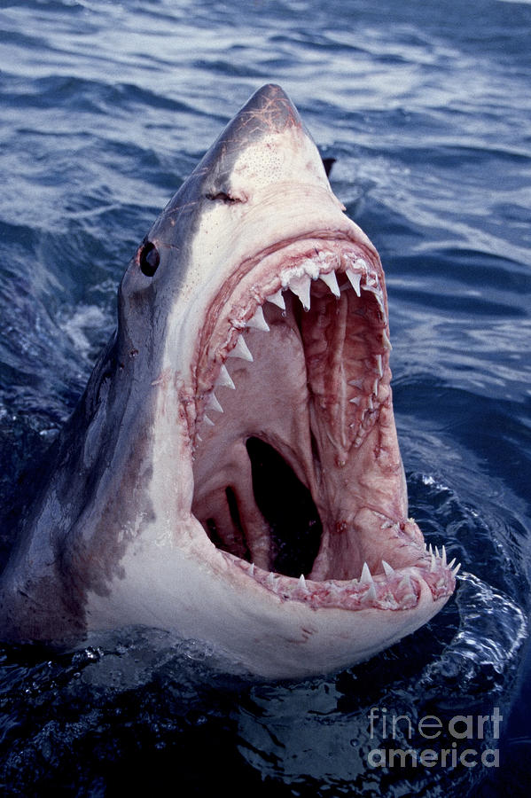 Great White Shark Photograph - Great White Shark lunging out of the ocean with mouth open showing teeth by Brandon Cole