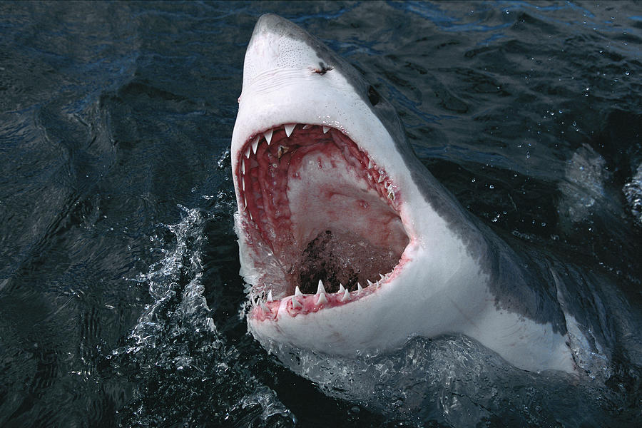 Great White Shark  Photograph by Mike Parry