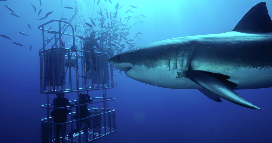 Great White Shark Swims By Divers Photograph by Morten Beier - Fine Art ...