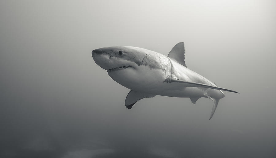 Great White Shark Underwater Photograph by By Wildestanimal