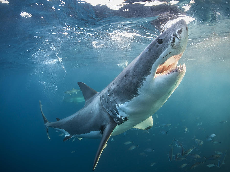 Great white shark with open jaws Photograph by Alastair Pollock Photography