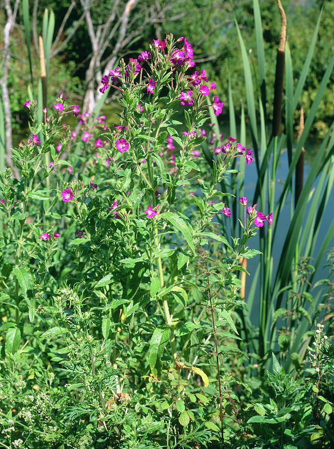 Great Willowherb Photograph by Geoff Kidd/science Photo Library