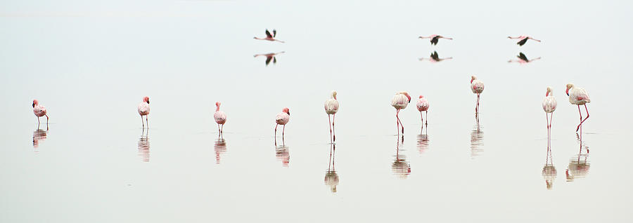 Greater And Lesser Flamingos In A Salt Photograph by Marc Pagani Greater And Lesser Flamingos In A Salt Photograph by Marc Pagani