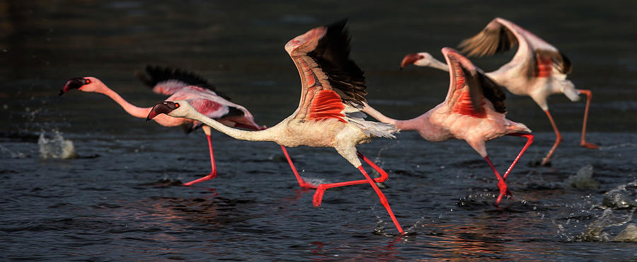 Greater And Lesser Flamingos Running Photograph by Manoj Shah