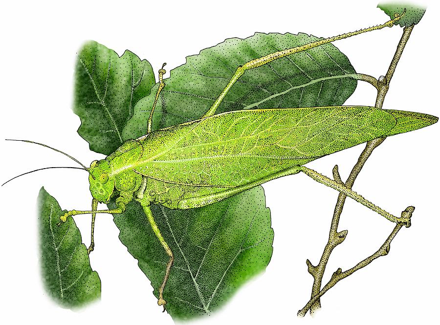 Greater Angle Wing Katydid Photograph by Roger Hall