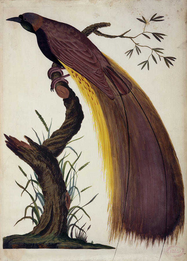 Greater Bird-of-paradise Photograph By Natural History Museum, London ...