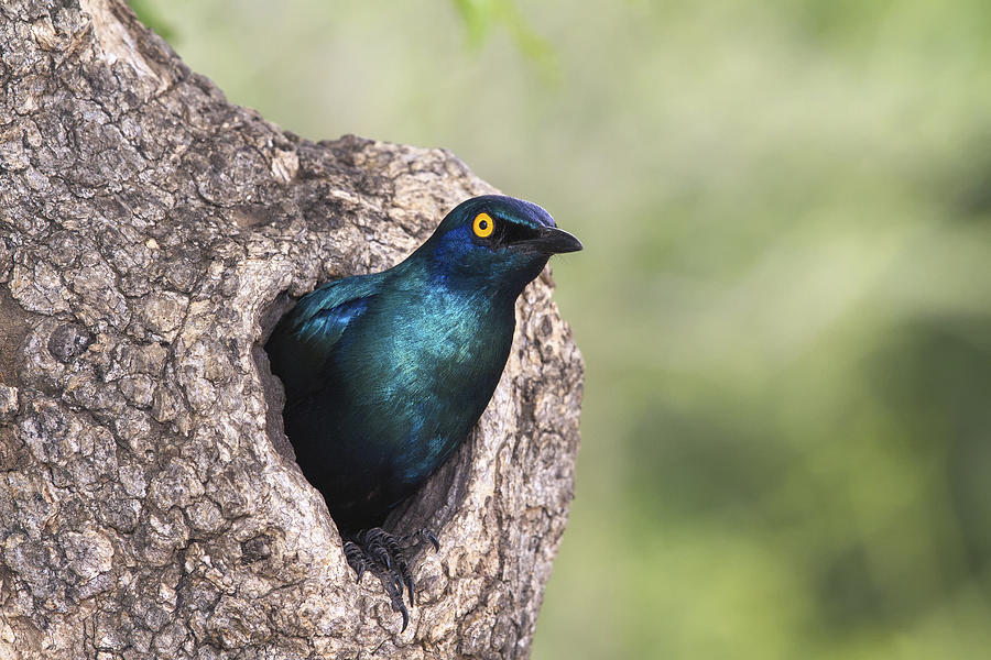 Greater Blue-eared Glossy-starling Photograph by Andrew Schoeman