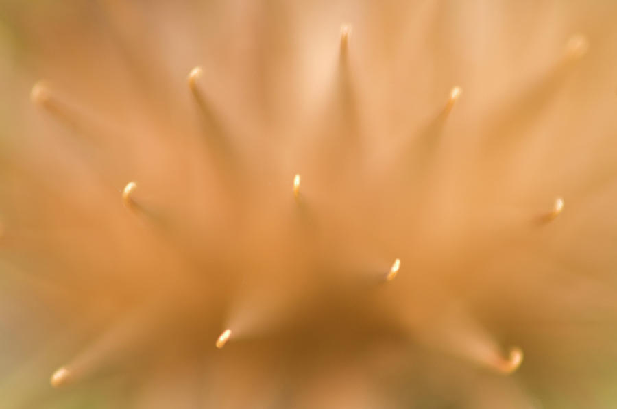 Greater Burdock Seed-head Abstract Photograph by Nigel Downer