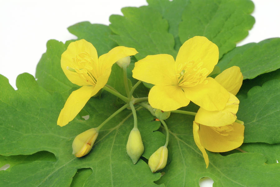 Greater Celandine