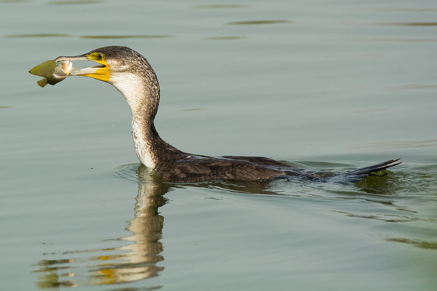 Greater Cormorant Eating a Fish Photograph by Dave Montreuil - Fine Art ...