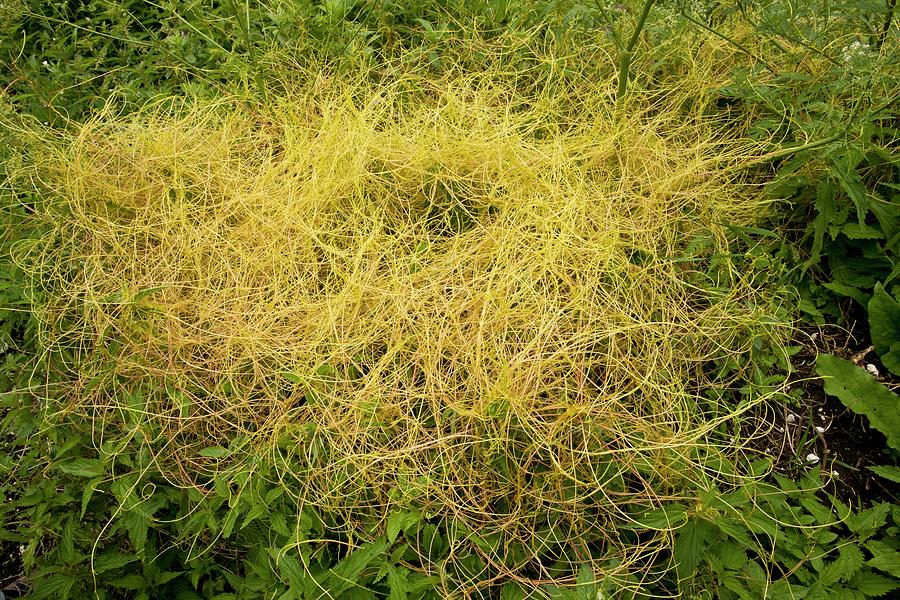 Greater Dodder (cuscuta Europaea) by Bob Gibbons/science Photo Library