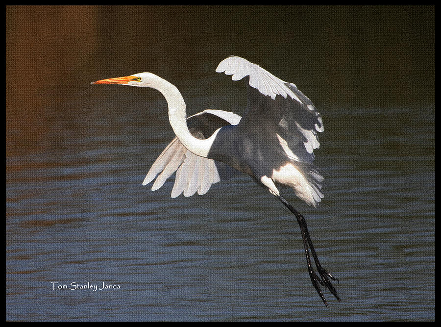 Greater Egret Landing Photograph by Tom Janca