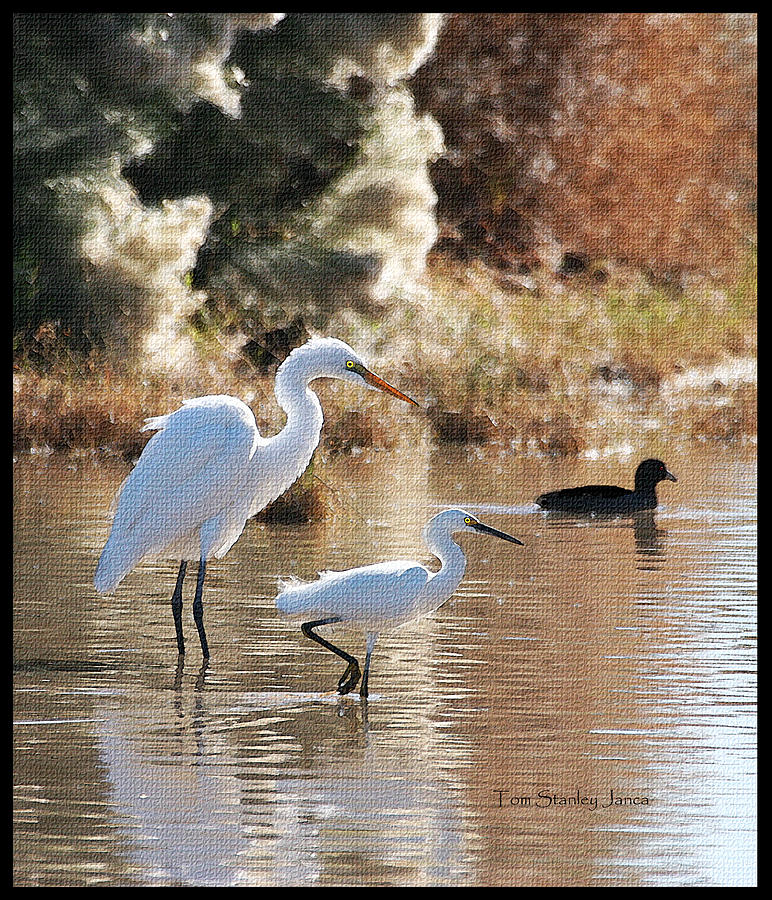 Greater Egret Lesser Egret And Coot Photograph by Tom Janca