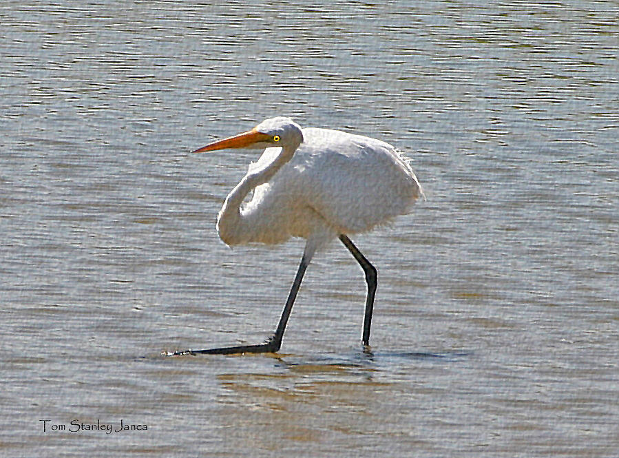 Greater Egret Odd Pose Photograph by Tom Janca