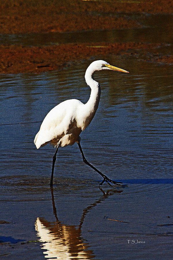 Greater Egret Stepping Along Photograph by Tom Janca