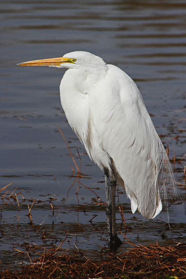 Greater Egret Waits Photograph by Tom Janca