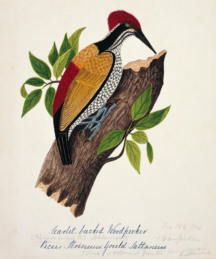 Woodpecker Photograph - Greater Flame-backed Woodpecker by Natural History Museum, London/science Photo Library