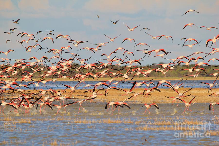 Greater Flamingo - Flying Colors Photograph