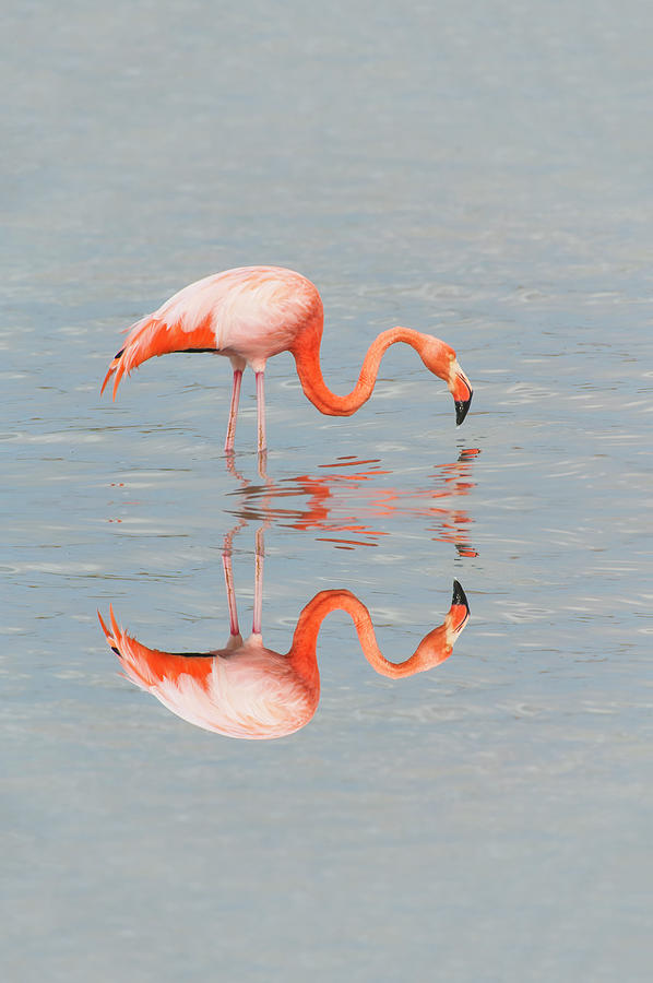 Greater Flamingo Photograph by Gabrielle Therin-weise