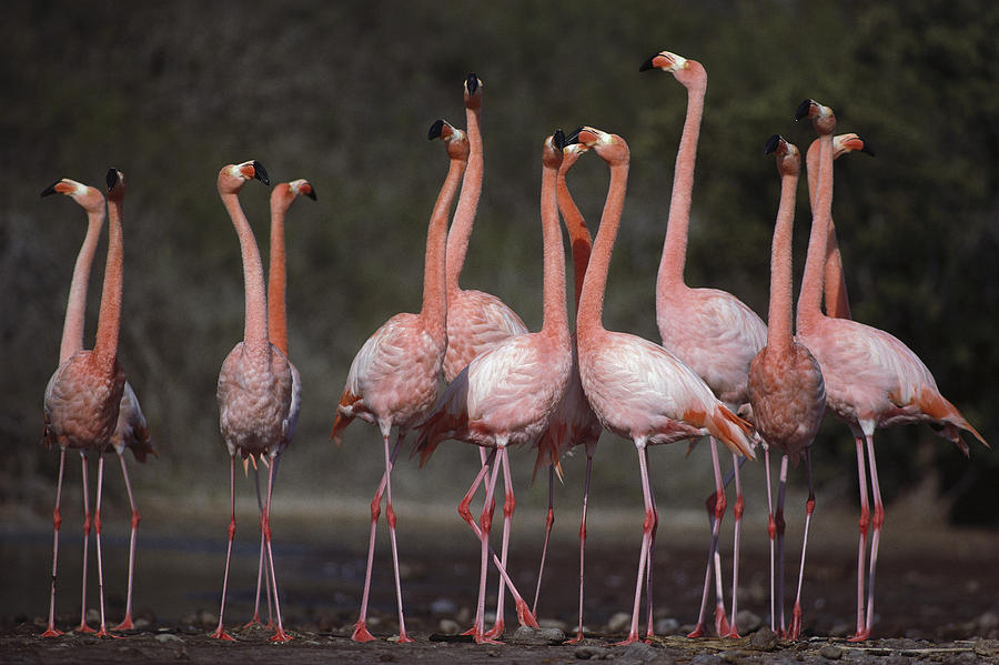 Animal Photograph - Greater Flamingo Group Courtship Dance by Tui De Roy