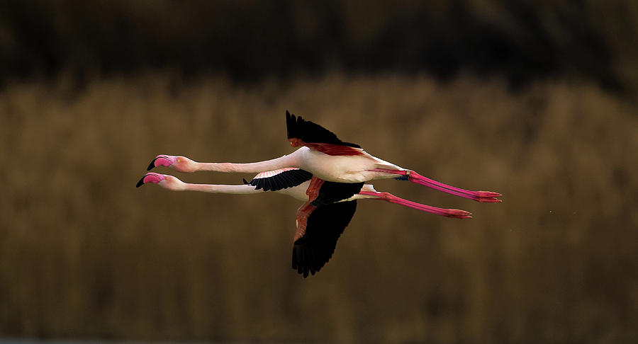 Greater Flamingo Photograph by Marius Floca