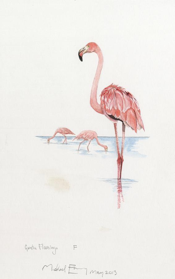Bird Painting - Greater Flamingo by Michael Earney