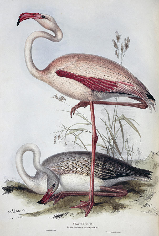 Greater Flamingo Photograph by Natural History Museum, London/science Photo Library