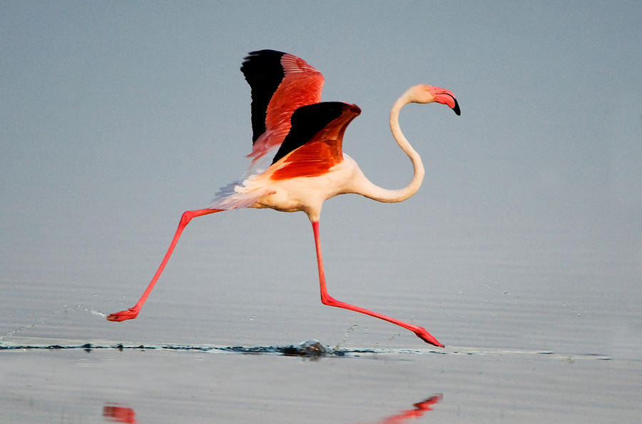 Flamingo Photograph - Greater Flamingo Phoenicopterus Roseus by Panoramic Images