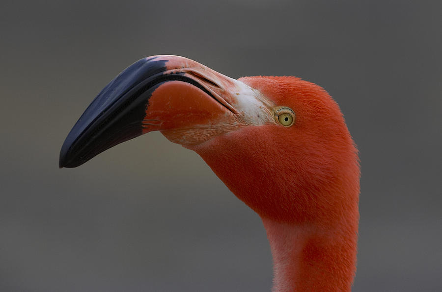 Greater Flamingo Portrait Photograph by San Diego Zoo