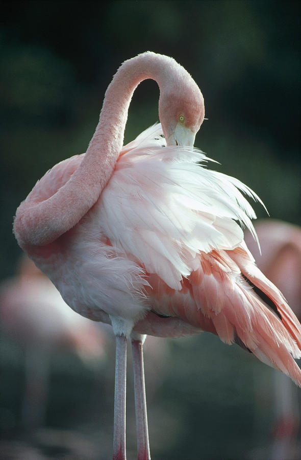 Animal Photograph - Greater Flamingo Preening Galapagos by Tui De Roy