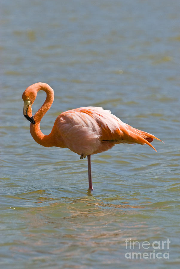 Flamingo Photograph - Greater Flamingo Preening In Lagoon by William H. Mullins