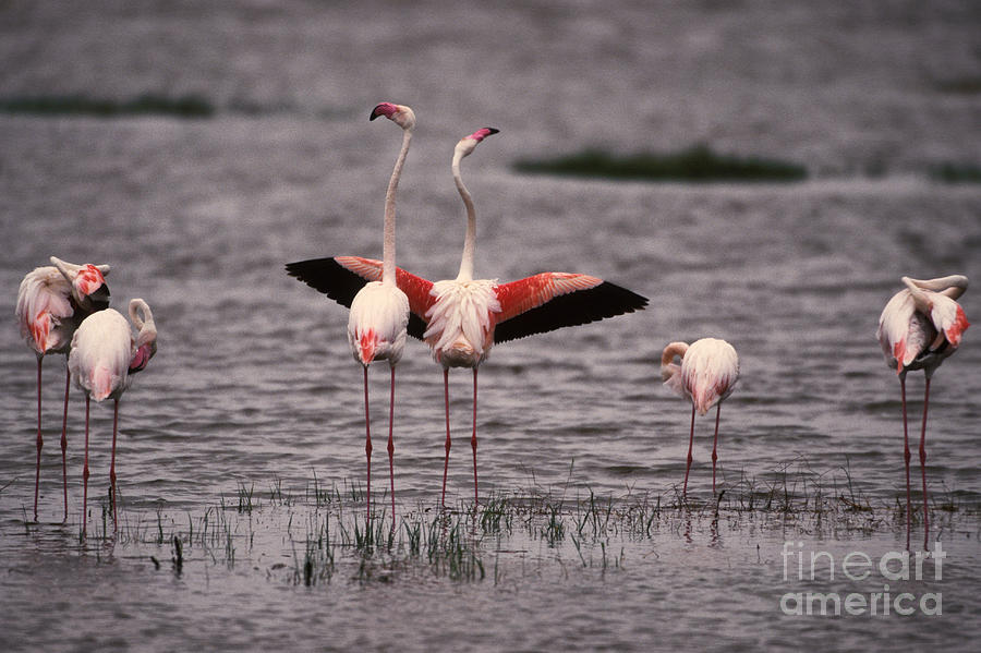 Greater Flamingo Photograph by Ron Sanford