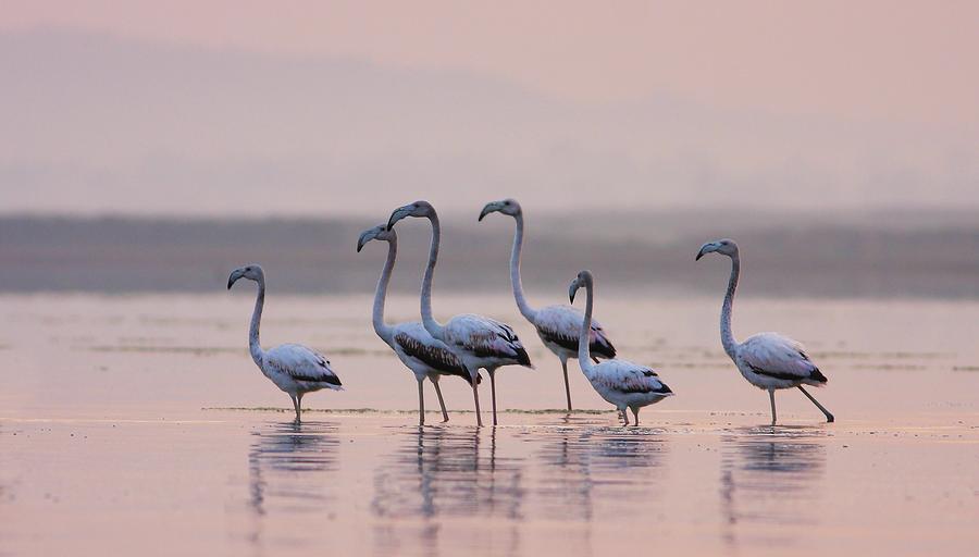 Greater Flamingo Photograph by Zahoor Salmi