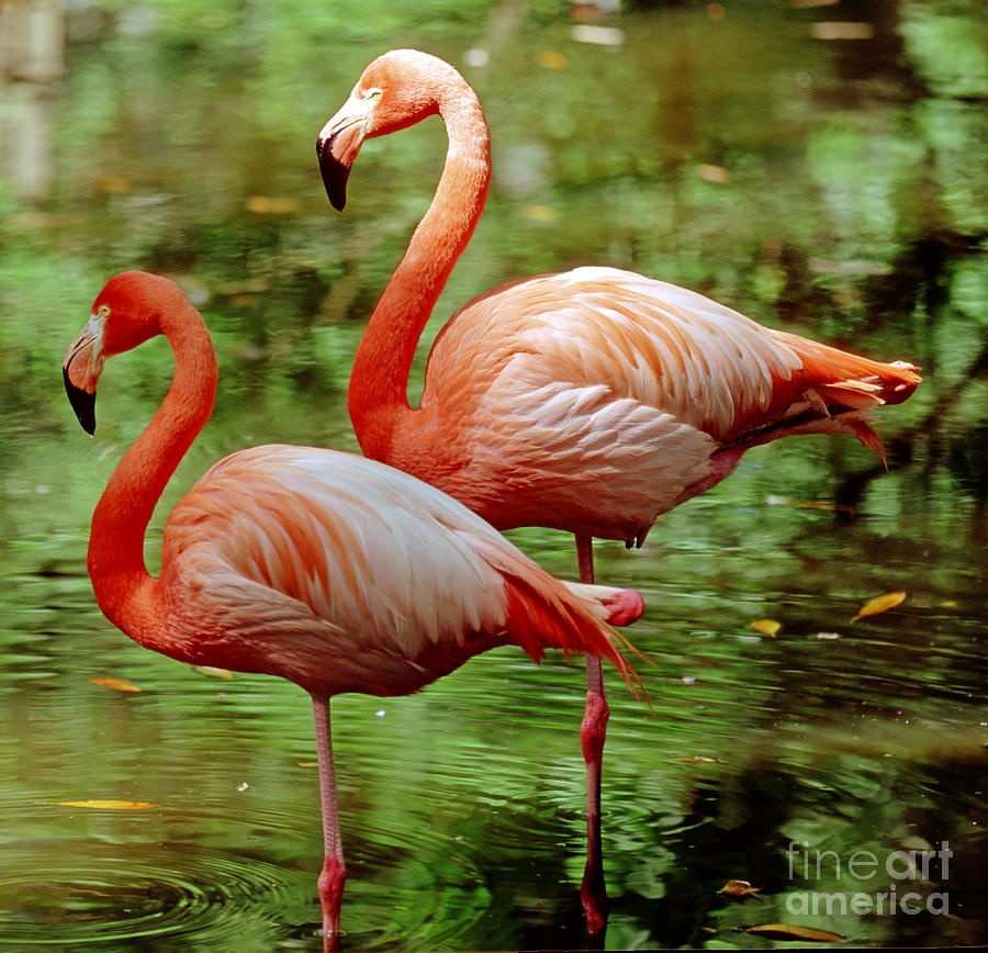 Wildlife Photograph - Greater Flamingoes Phoenicopterus Ruber by Millard H Sharp