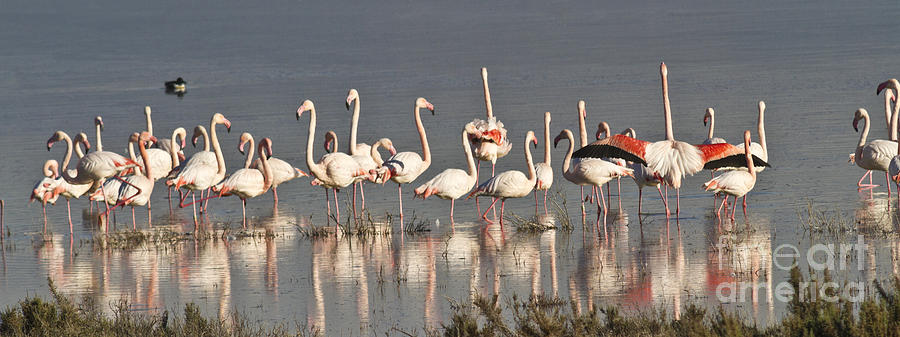 Flamingo Photograph - Greater Flamingos at Laguna de la Fuente de Piedra by Heiko Koehrer-Wagner