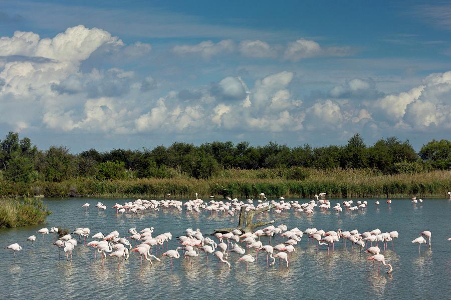 Greater Flamingos Foraging Photograph by Bob Gibbons