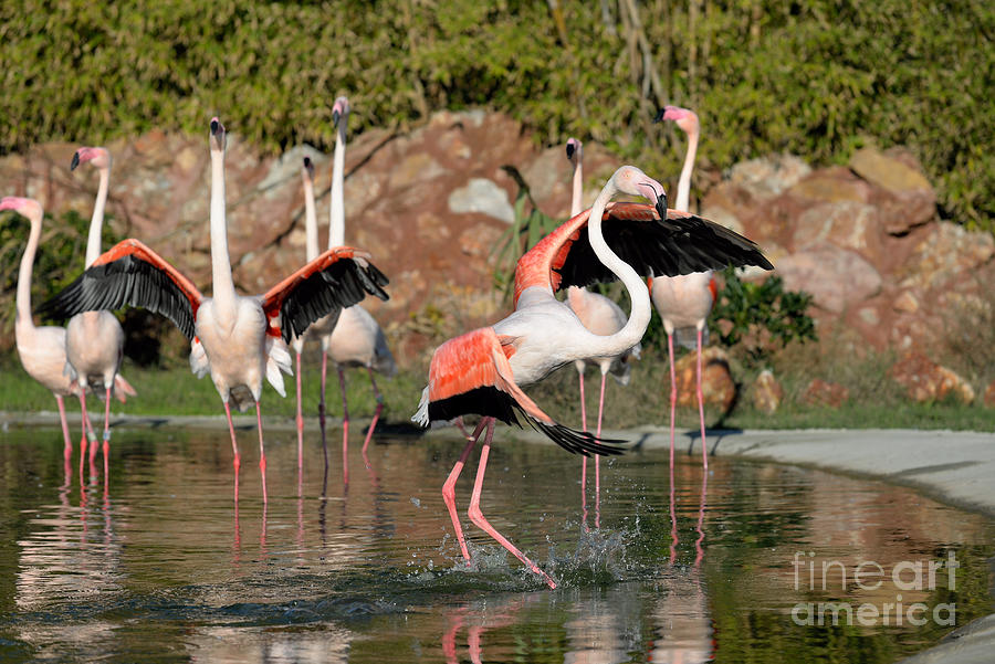 Flamingo Photograph - Greater Flamingos by George Atsametakis