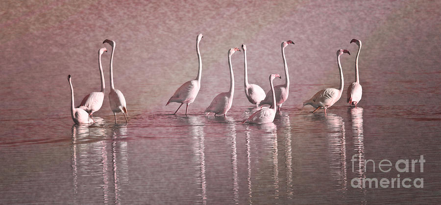 Greater Flamingos Photograph by Heiko Koehrer-Wagner