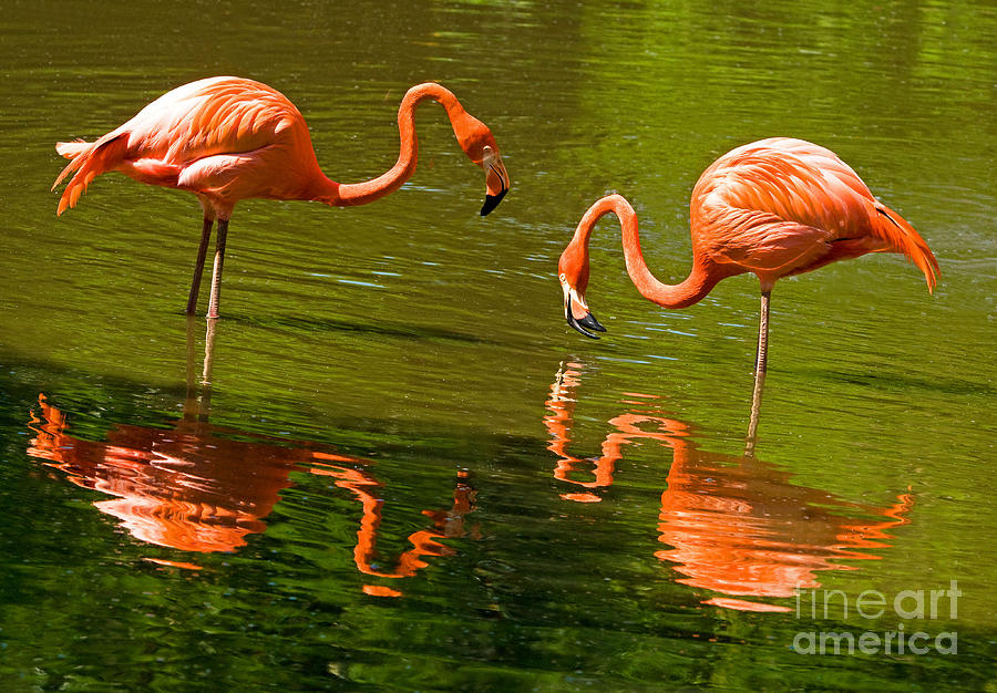 Greater Flamingos Photograph by Millard H. Sharp