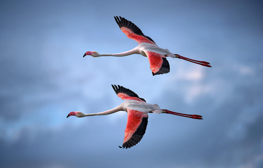 Greater Flamingos Photograph by Xavier Ortega